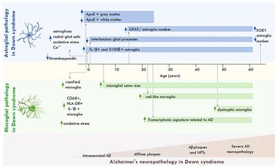 Astroglial and microglial pathology in Down syndrome: Focus on Alzheimer's disease